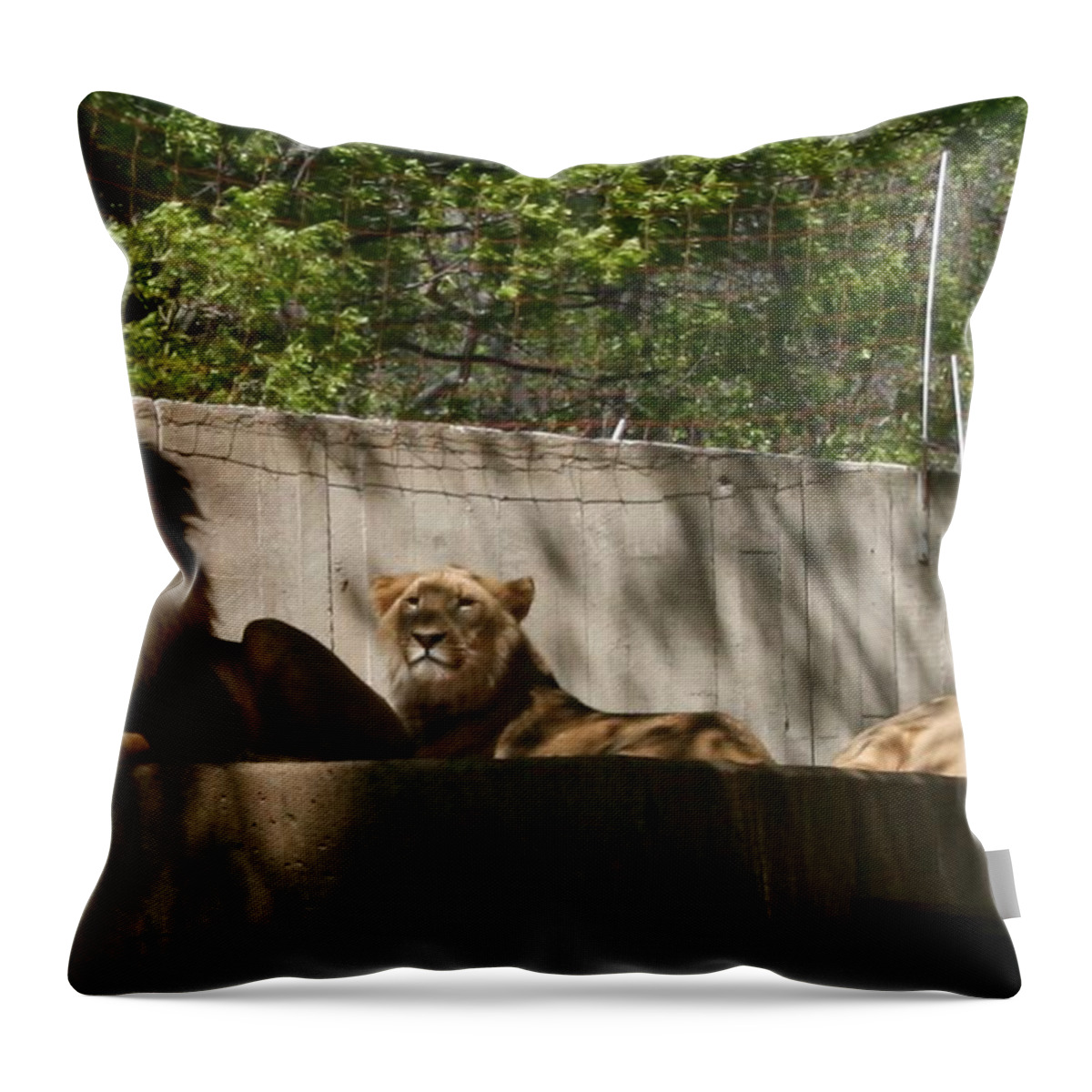 Lion Throw Pillow featuring the photograph Lion Around by Stacy C Bottoms