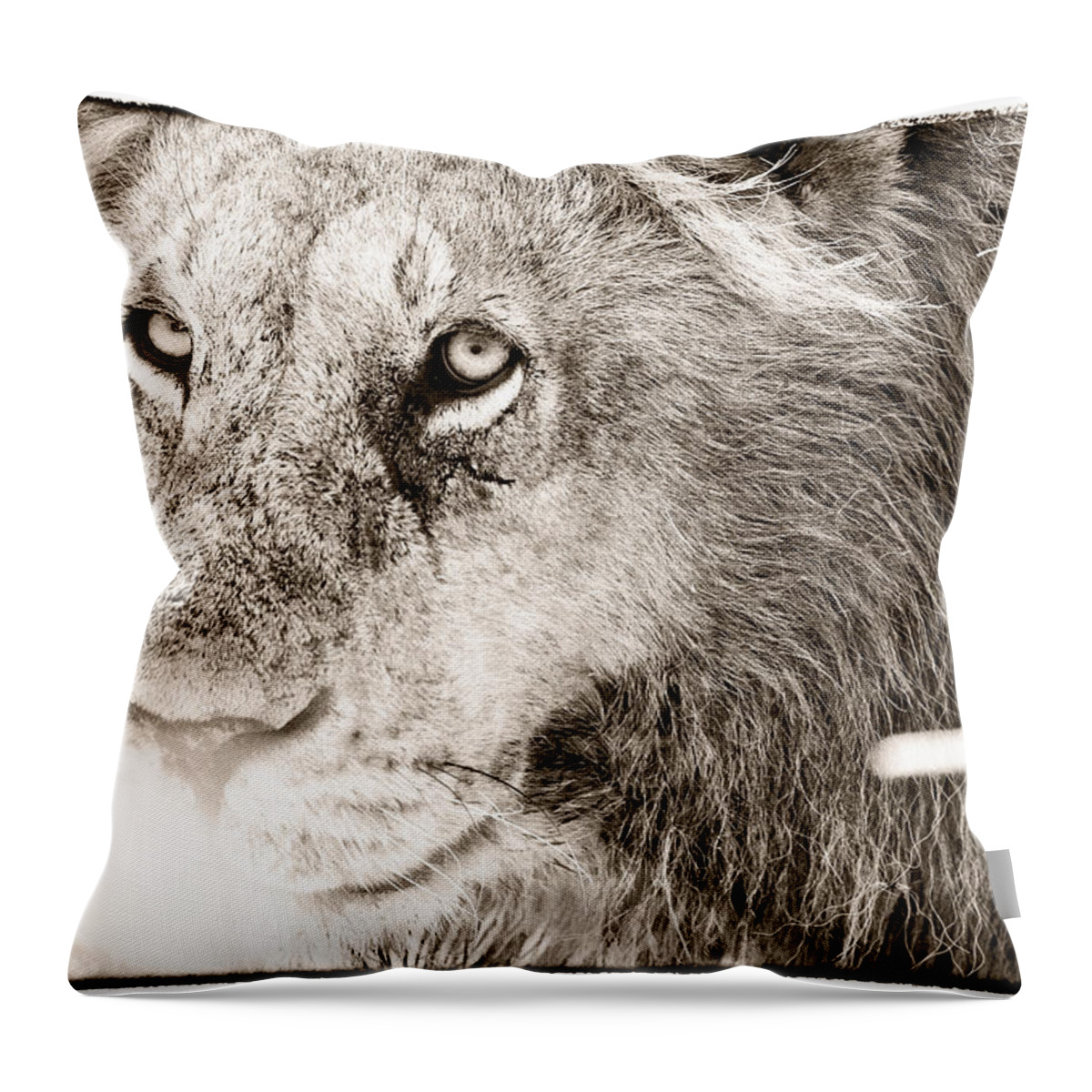 Lion Throw Pillow featuring the photograph Lion in Concentration by Perla Copernik
