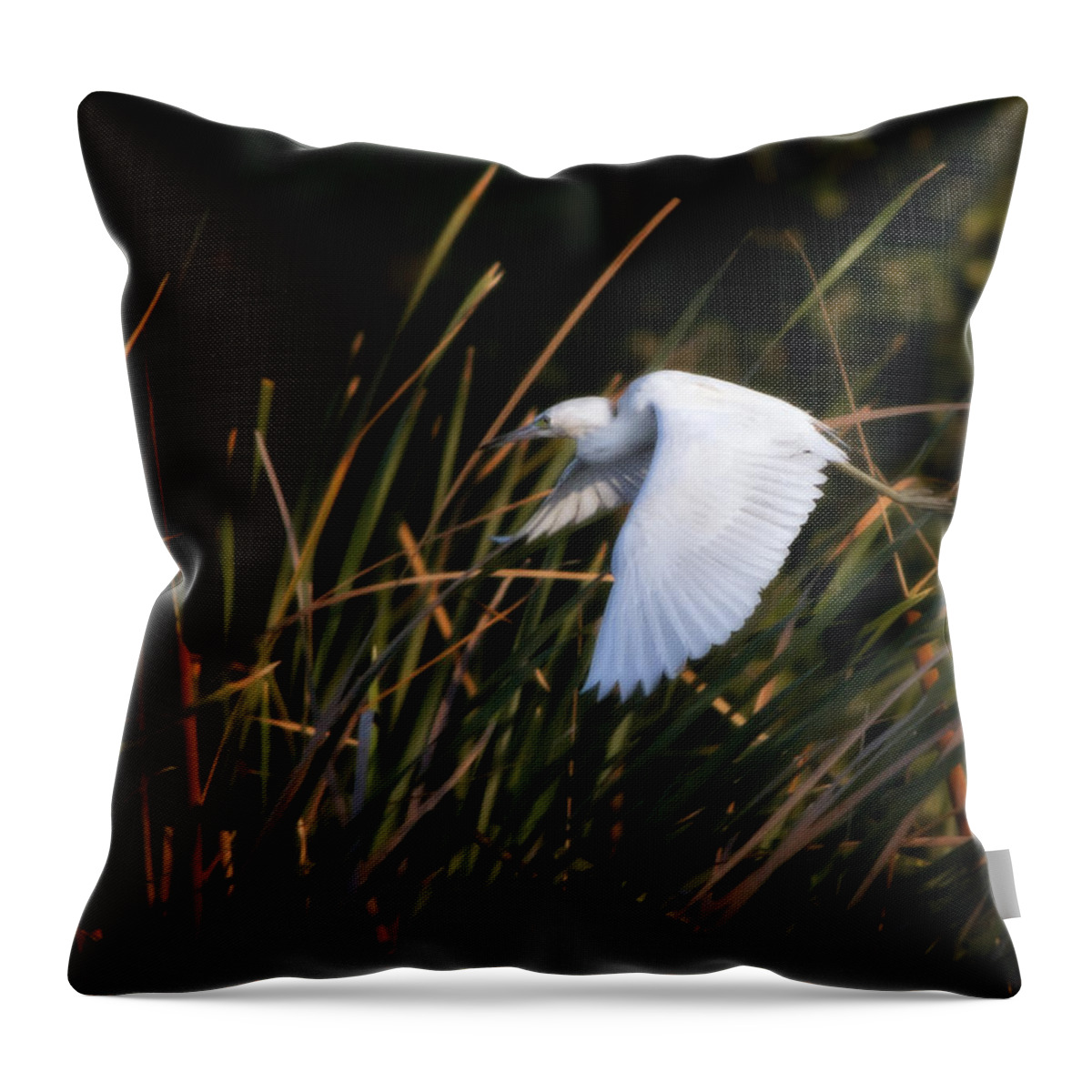 Little Blue Heron Throw Pillow featuring the photograph Little Blue Heron Before The Change To Blue by Steven Sparks
