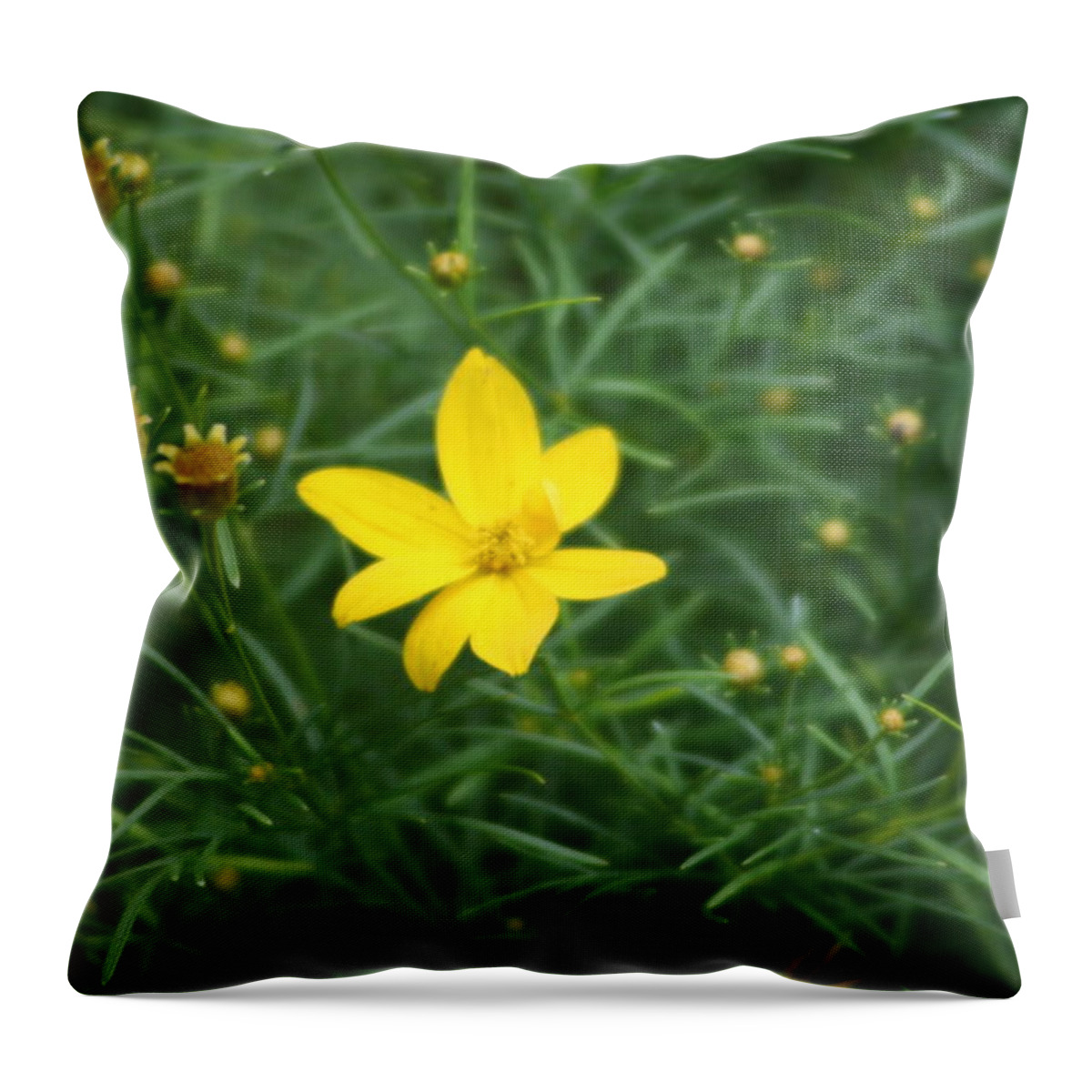 Photo Throw Pillow featuring the photograph Littlest Daisies by Barbara S Nickerson