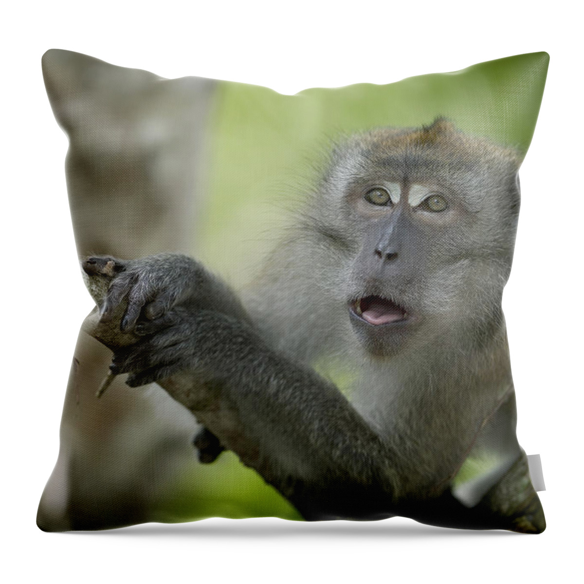 Mp Throw Pillow featuring the photograph Long-tailed Macaque Macaca Fascicularis by Cyril Ruoso