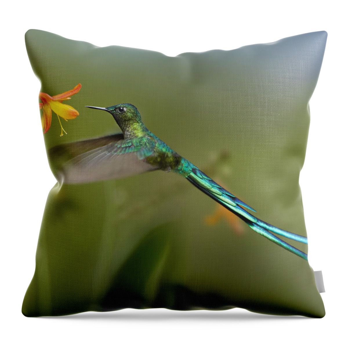 00486961 Throw Pillow featuring the photograph Long Tailed Sylph Feeding On Flower by Tim Fitzharris