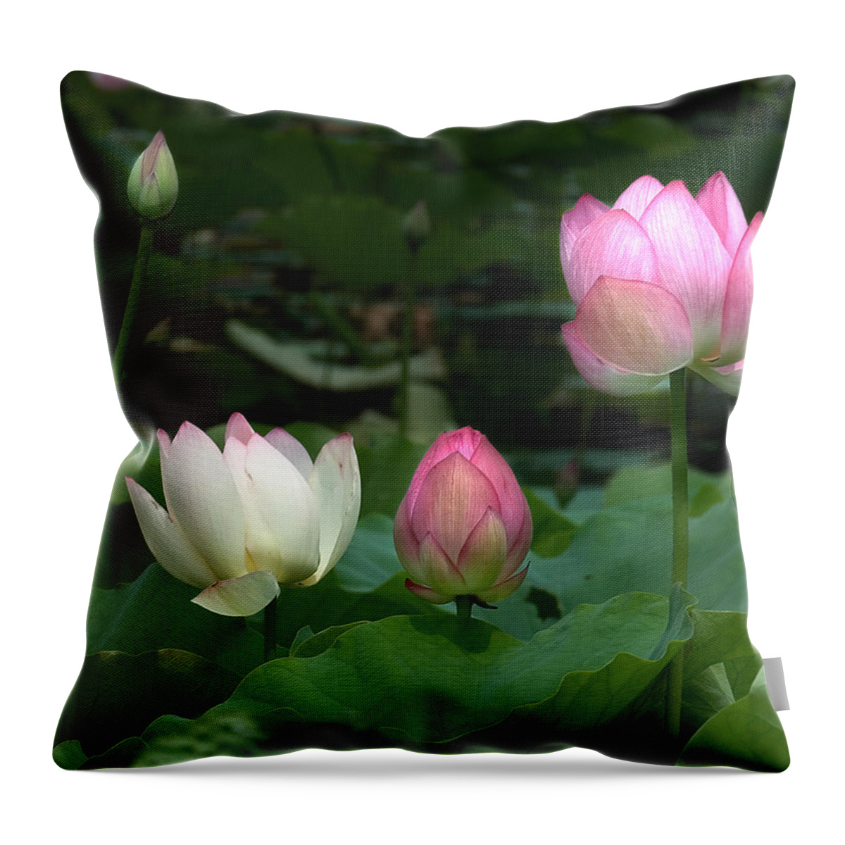 Nature Throw Pillow featuring the photograph Lotus--Stages of Life ii DL024 by Gerry Gantt