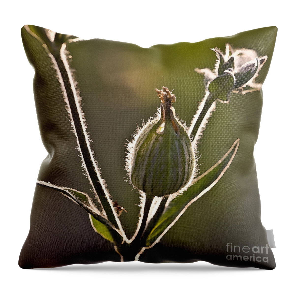 Decorative Throw Pillow featuring the photograph Luminous Halo by Heiko Koehrer-Wagner