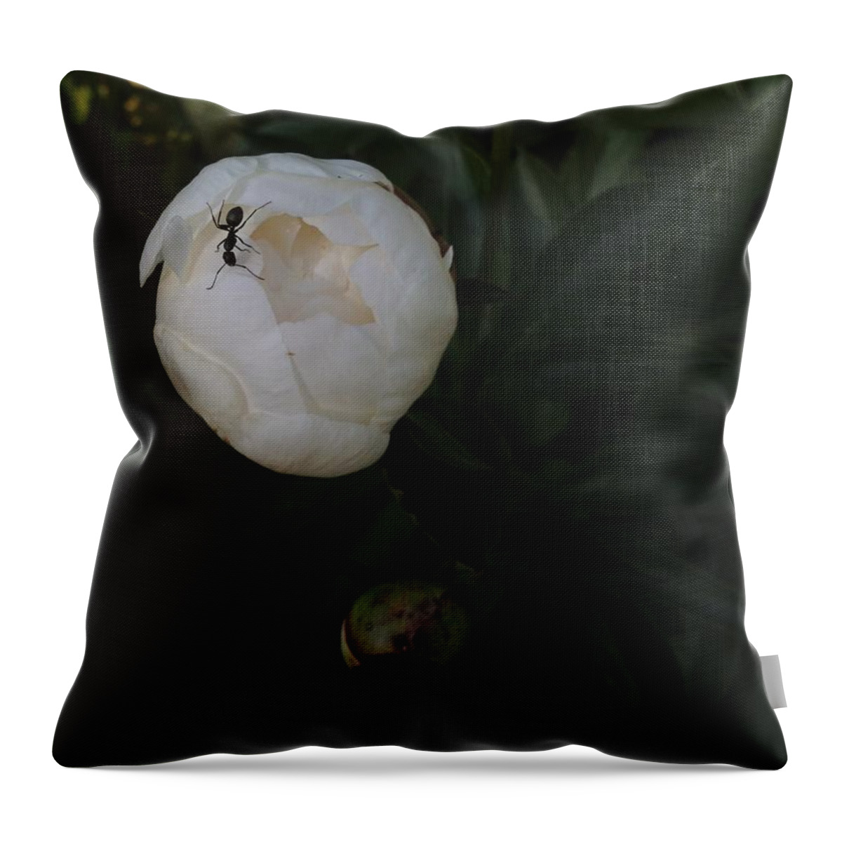 Ant Throw Pillow featuring the photograph Lunch by Joseph Yarbrough