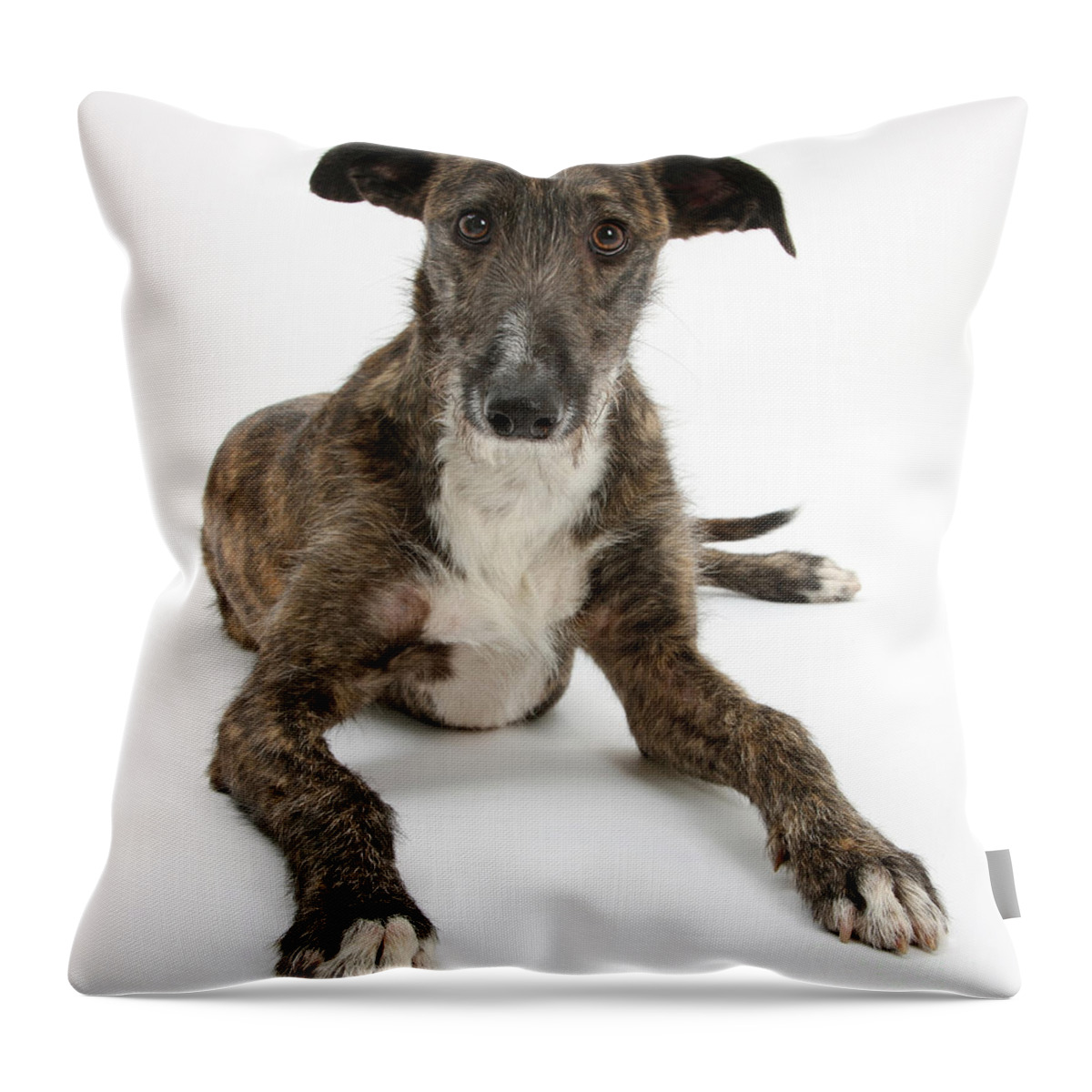 Dog Throw Pillow featuring the photograph Lurcher Dog by Mark Taylor