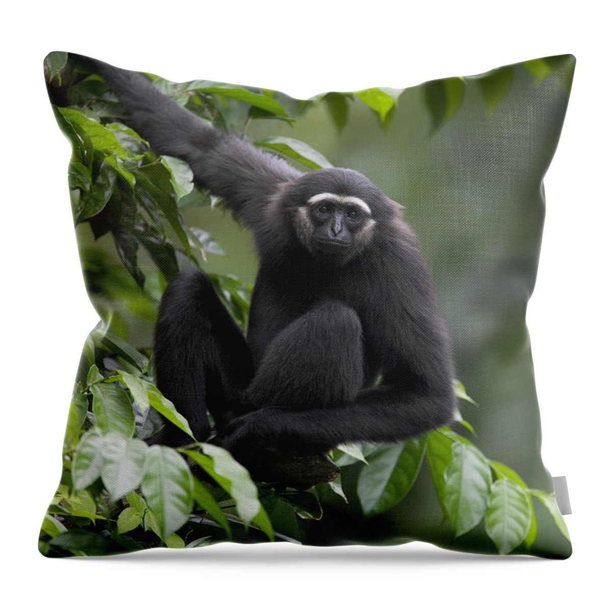 Mp Throw Pillow featuring the photograph Mllers Bornean Gibbon Hylobates by Cyril Ruoso