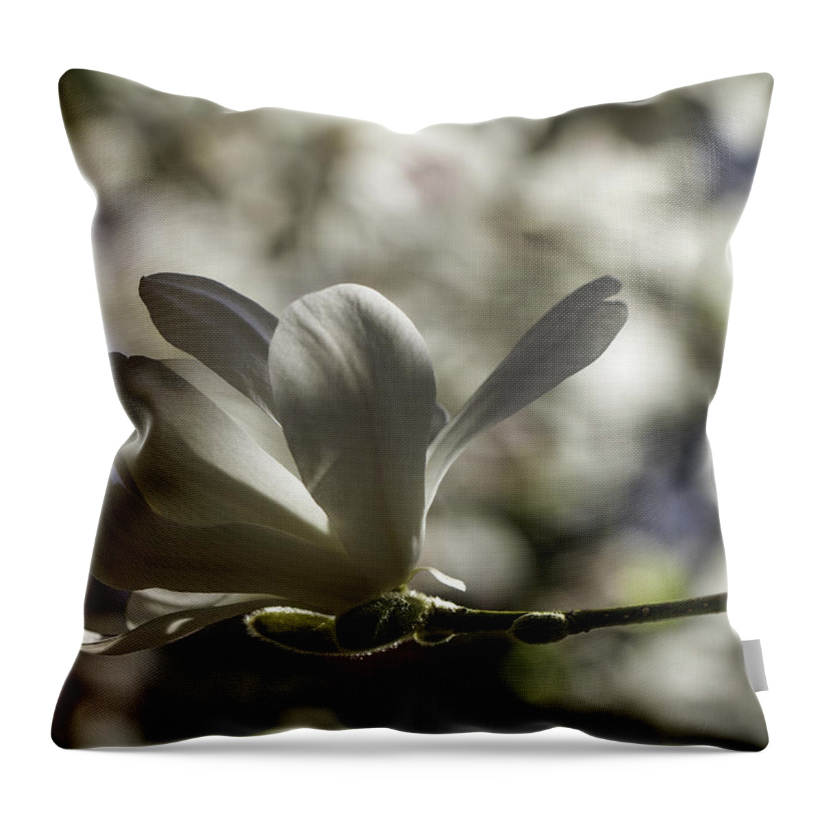 Clare Bambers Throw Pillow featuring the photograph Magnolia x loebneri Merrill. by Clare Bambers