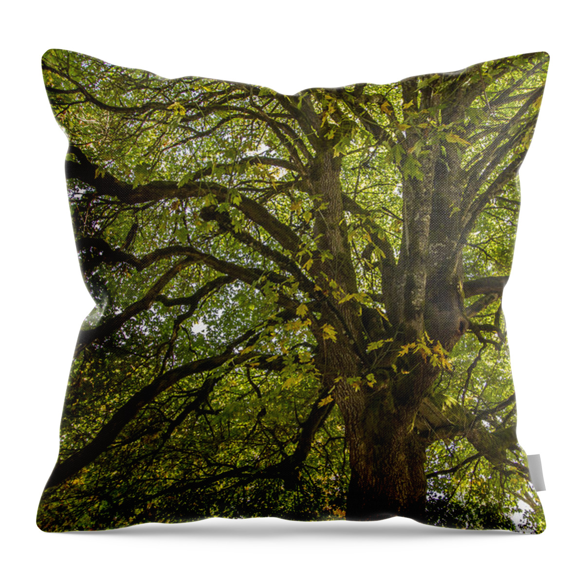 Tree Throw Pillow featuring the photograph Majestic Tree by Jean Noren
