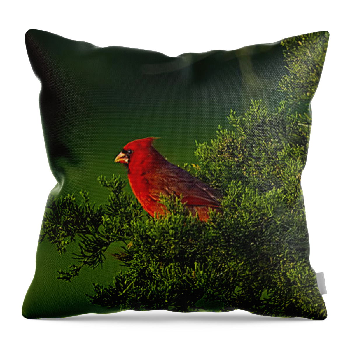 Male Cardinal Bird Throw Pillow featuring the photograph Male Cardinal in Pine Tree by Linda Tiepelman