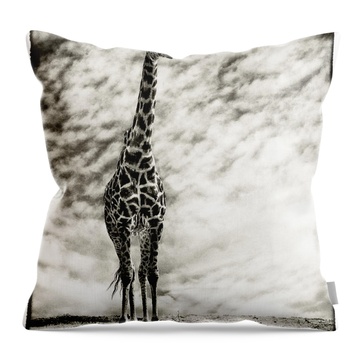 Africa Throw Pillow featuring the photograph Male Giraffe by Perla Copernik