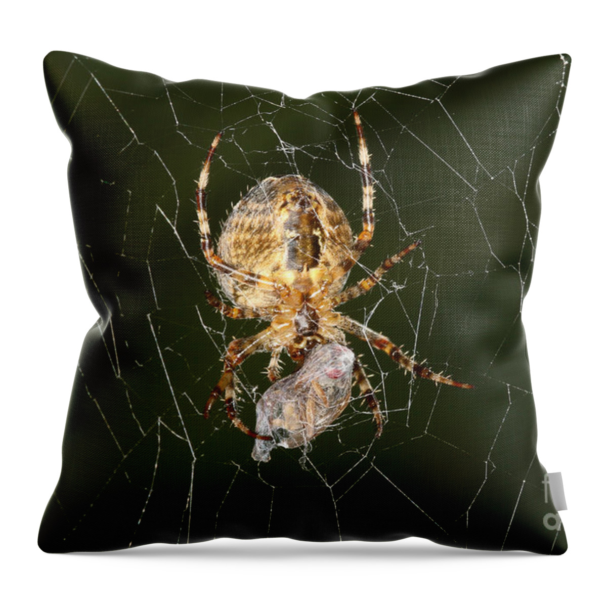 Animal Throw Pillow featuring the photograph Marbled Orb Weaver Spider Eating by Ted Kinsman