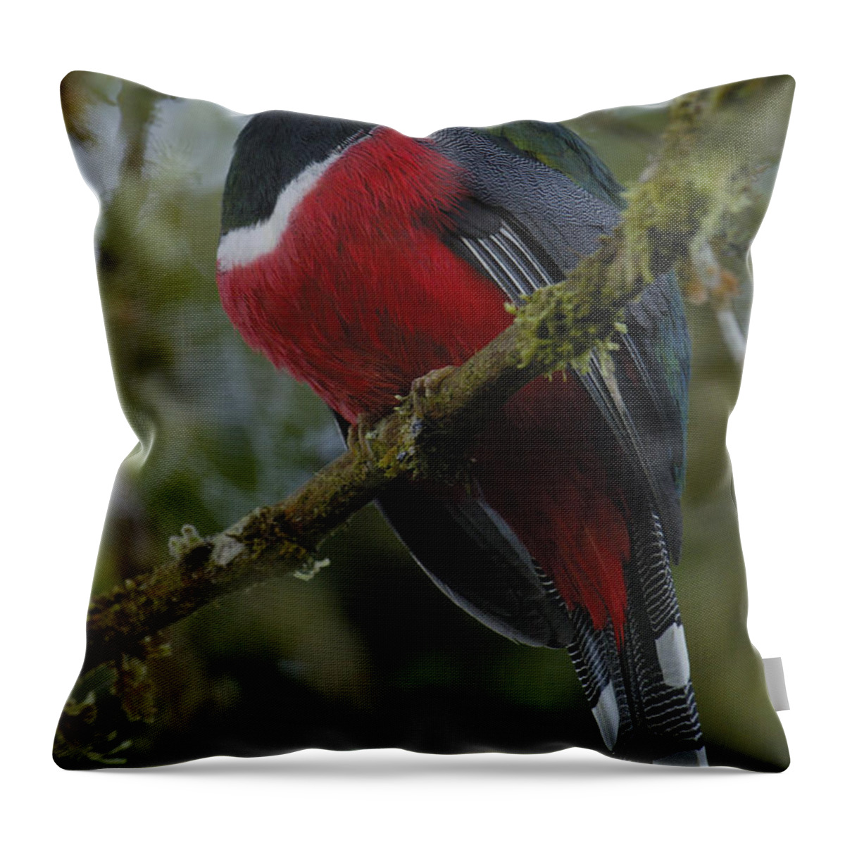 Mp Throw Pillow featuring the photograph Masked Trogon Trogon Personatus Male by Pete Oxford