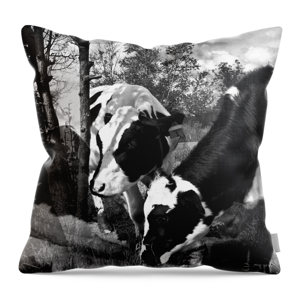 Agriculture Greeting Cards Throw Pillow featuring the photograph Matilda and Zoey in the Warm Afternoon Sun by Danielle Summa