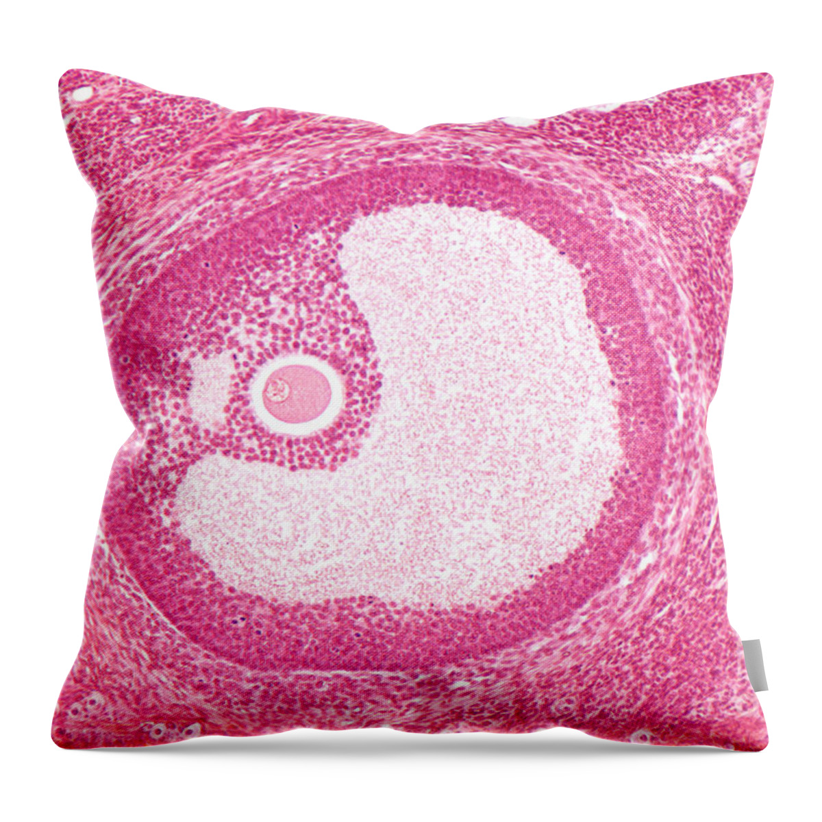 Histology Throw Pillow featuring the photograph Mature Graafian Follicle, Mouse Ovary by M. I. Walker
