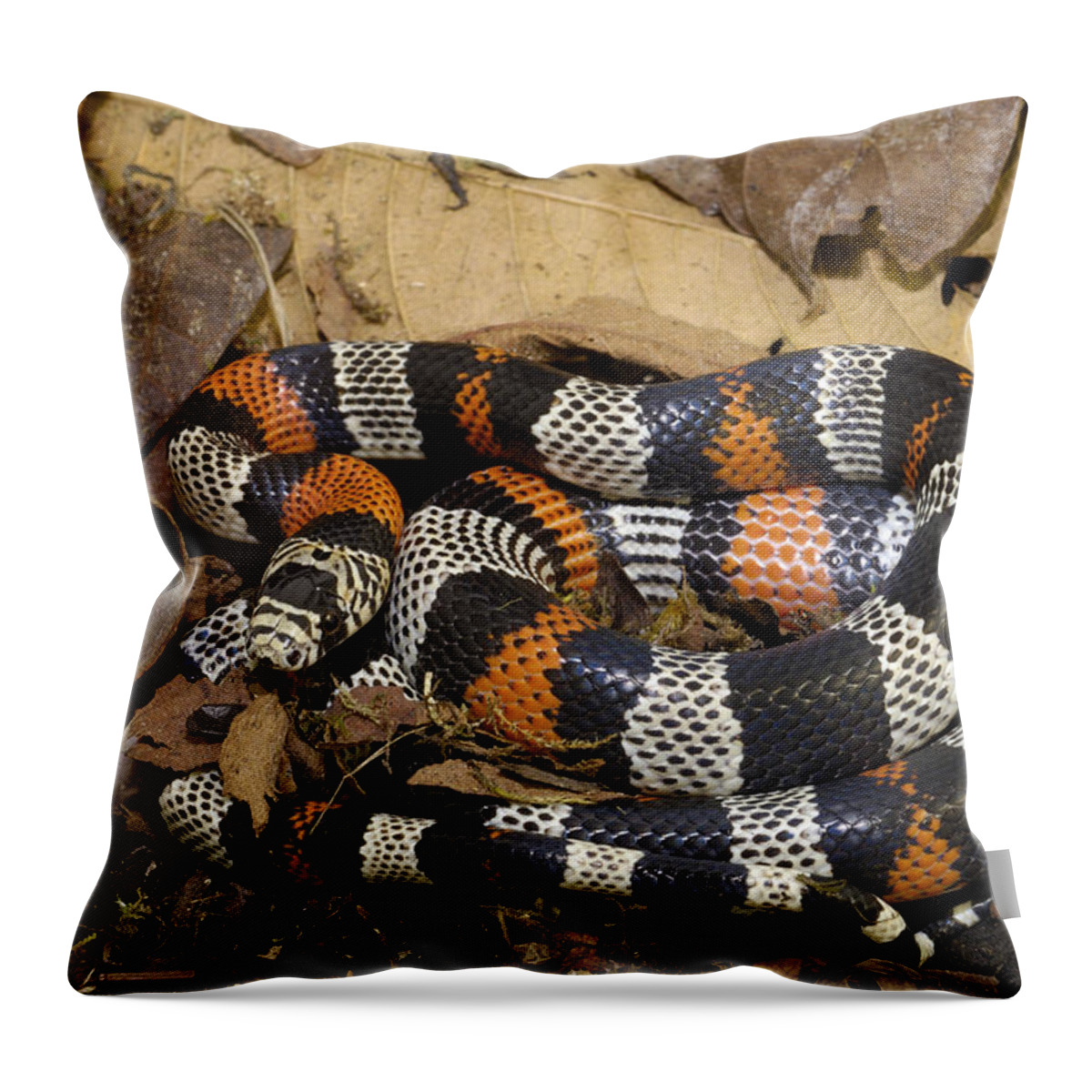 Mp Throw Pillow featuring the photograph Milk Snake Lampropeltis Triangulum by Pete Oxford