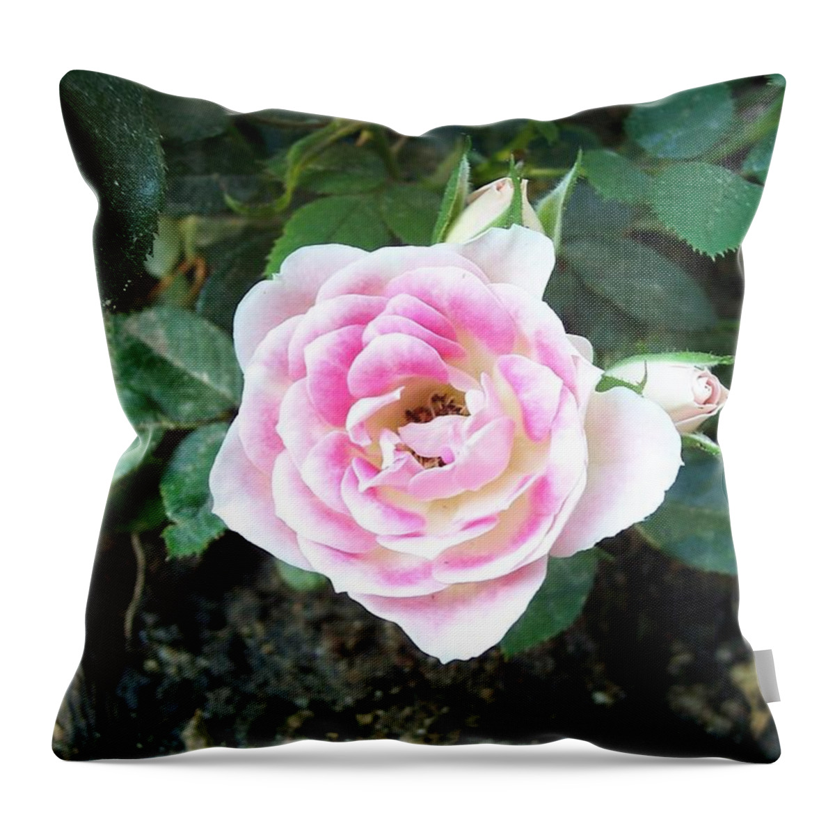 Rose Throw Pillow featuring the photograph Miniature Rose by Michelle Miron-Rebbe