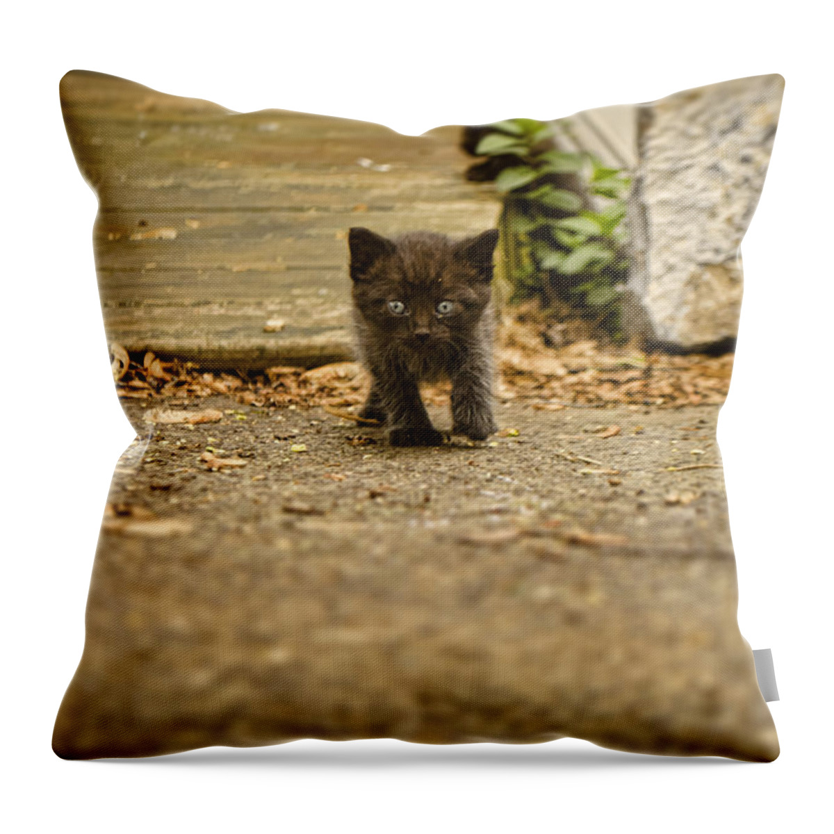 Kitten Throw Pillow featuring the photograph Miniature Stalker by Heather Applegate