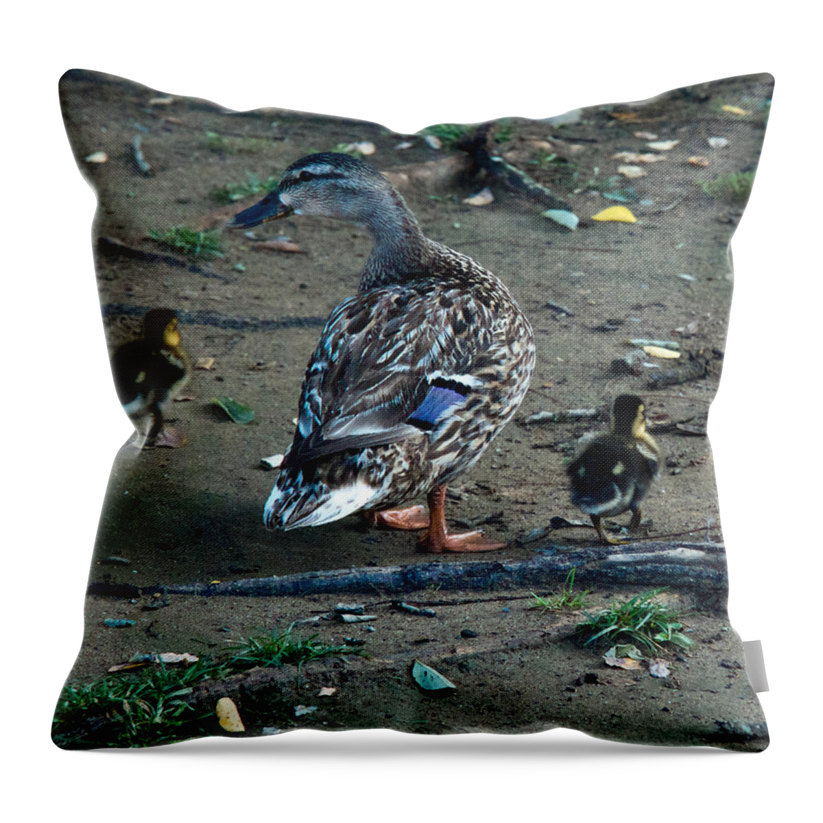 Mallard Throw Pillow featuring the photograph Mom and Ducklings by Douglas Barnett
