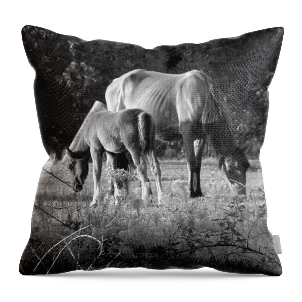 Mustangs Throw Pillow featuring the photograph Mom and Foal grazing at sunset by Kim Galluzzo