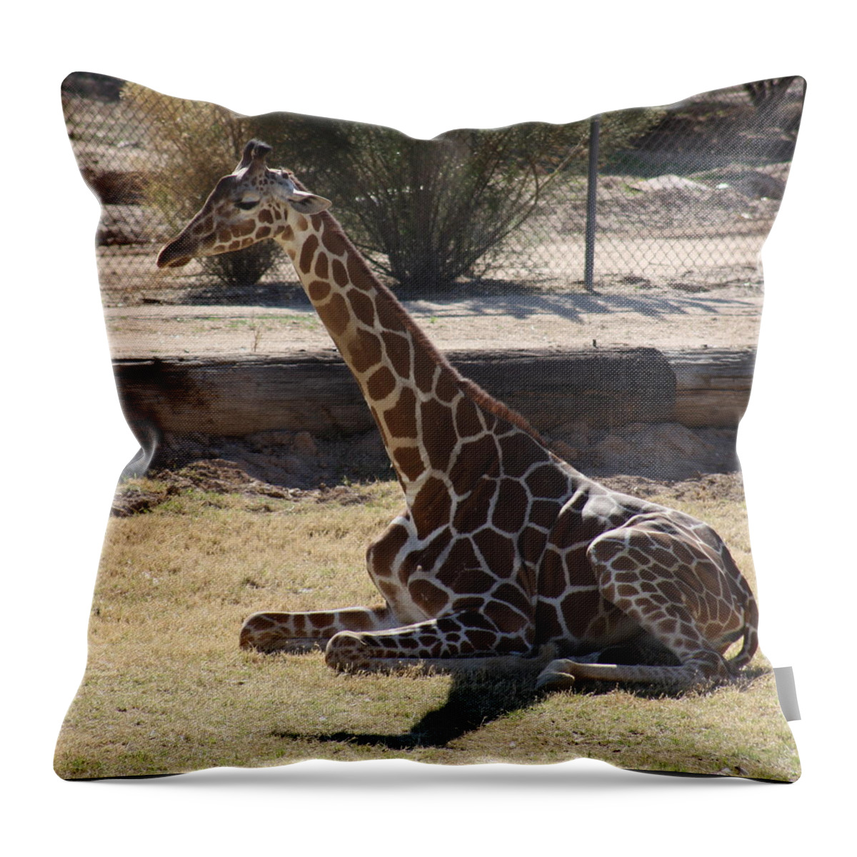 Giraffe Throw Pillow featuring the photograph Mommy taking a break by Kim Galluzzo