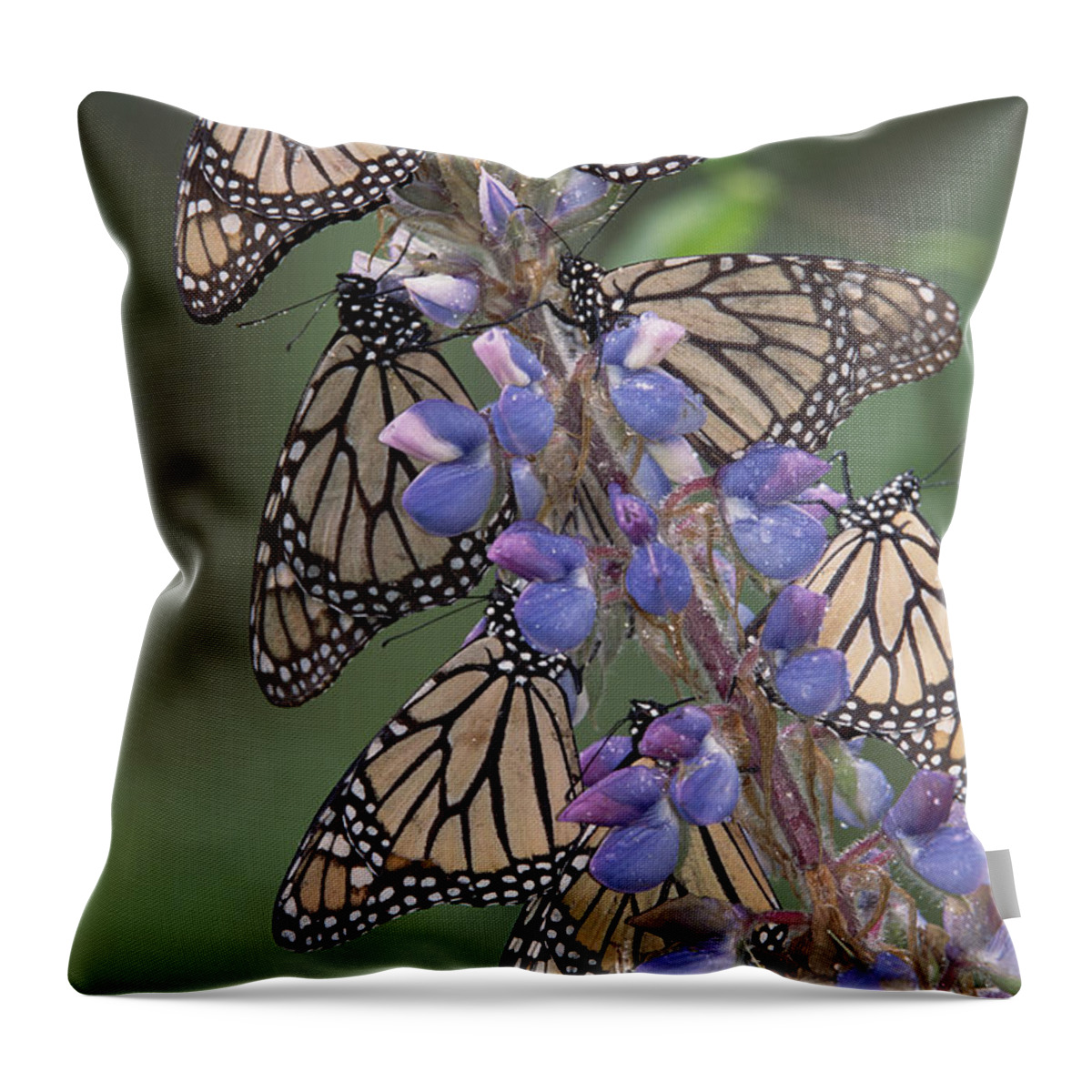 Mp Throw Pillow featuring the photograph Monarch Danaus Plexippus Butterflies by Tim Fitzharris