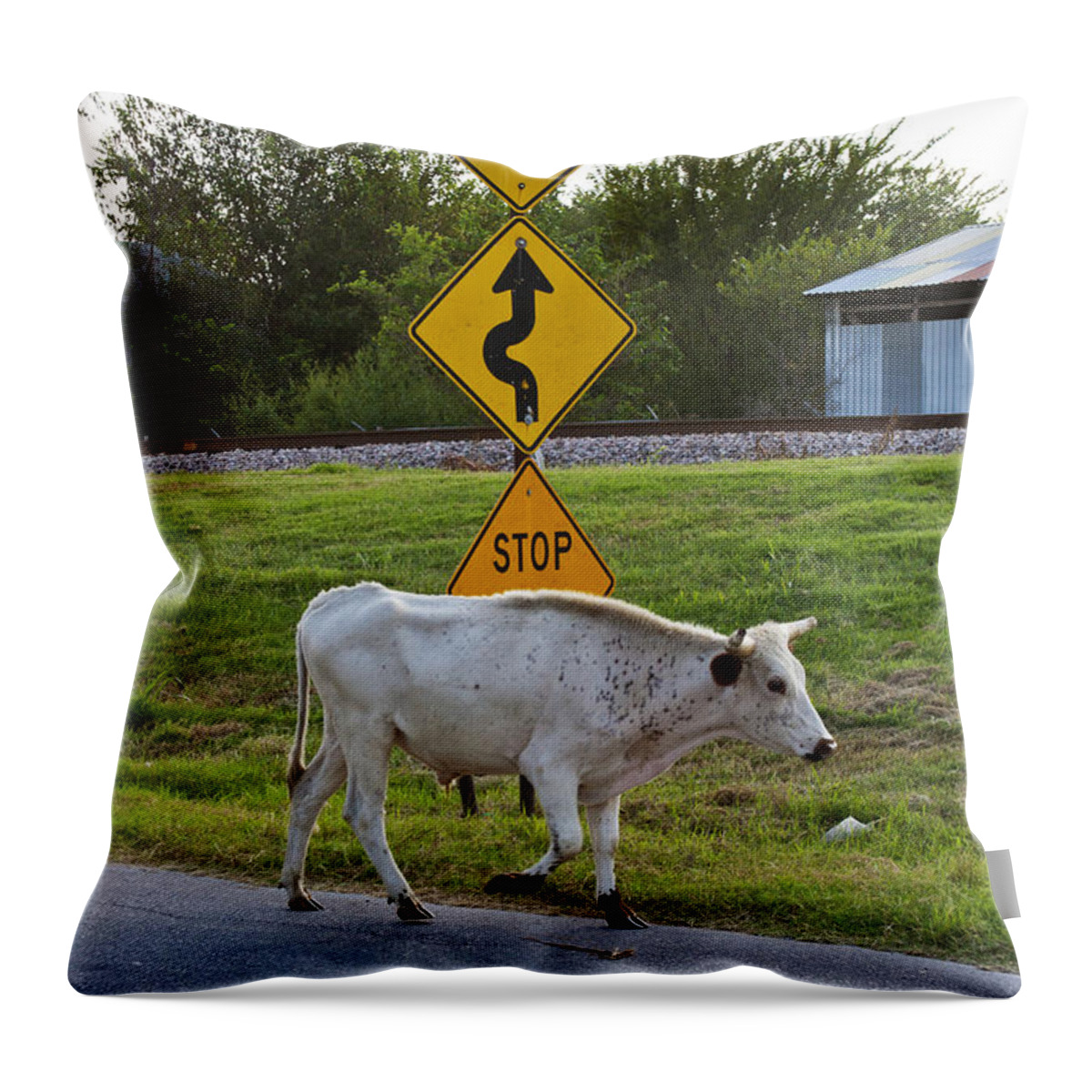 Cattle Throw Pillow featuring the photograph Mooving along by Toni Hopper