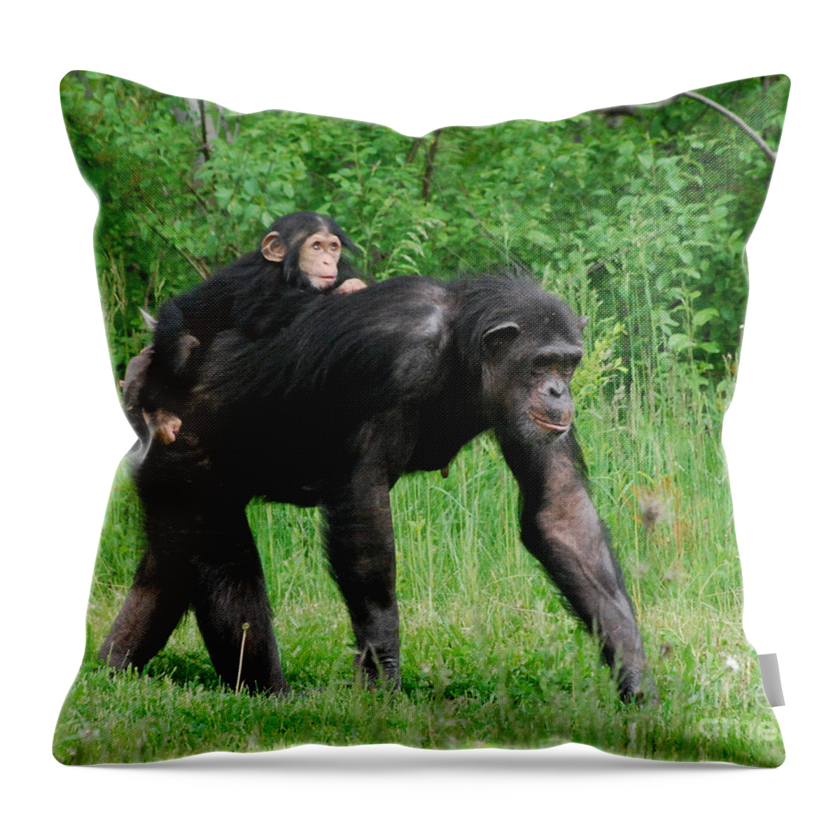 Monkey Throw Pillow featuring the photograph Mother and Babe by Grace Grogan