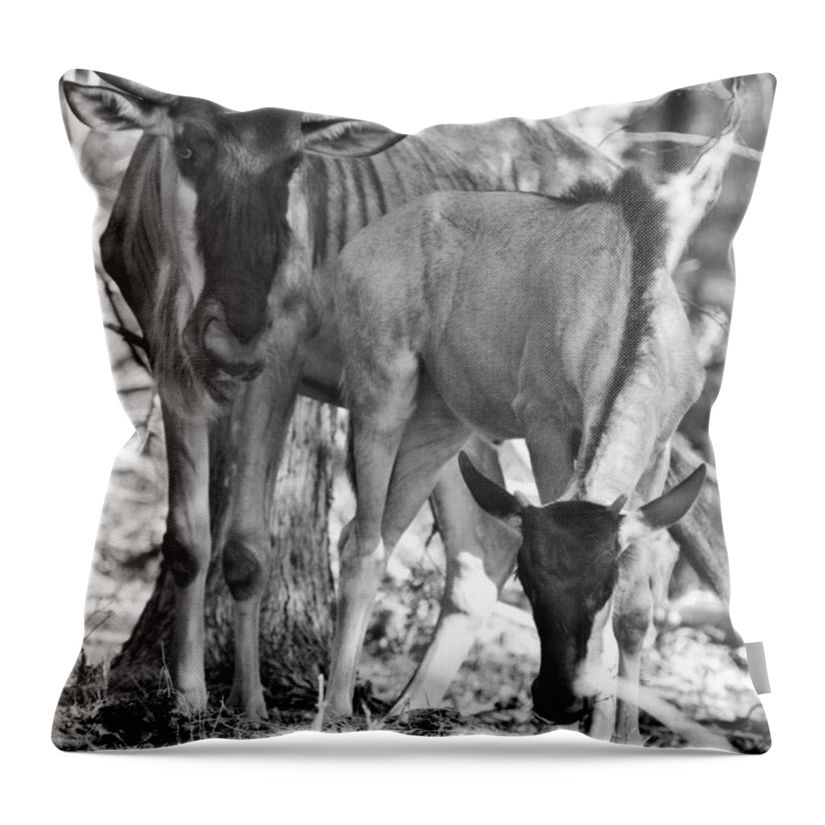 Blue Wildebeest Throw Pillow featuring the photograph Mother and Child V4 by Douglas Barnard