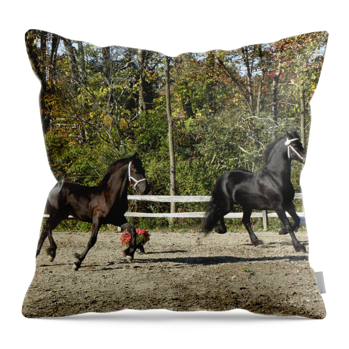 Friesian Horse Throw Pillow featuring the photograph Mother and Son competing by Kim Galluzzo