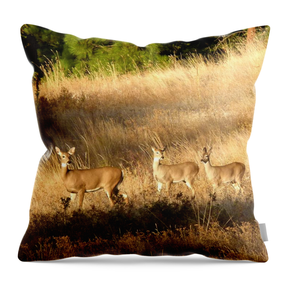 Deer Throw Pillow featuring the photograph Mother And Twins by Will Borden