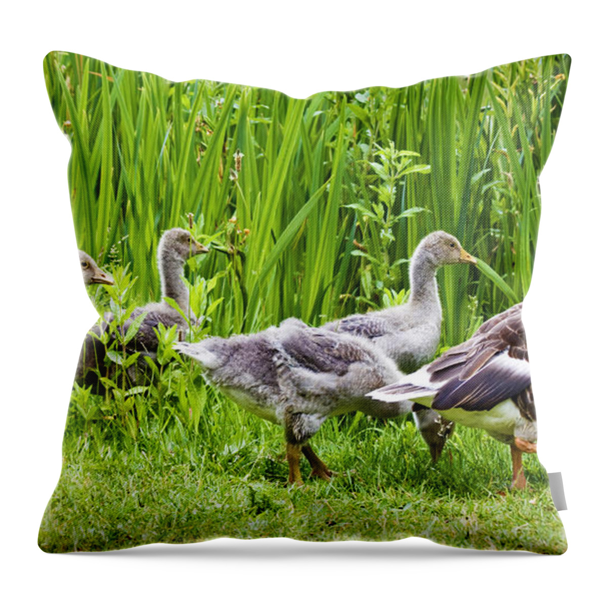 Aloof Throw Pillow featuring the photograph Mother goose leading goslings by Simon Bratt