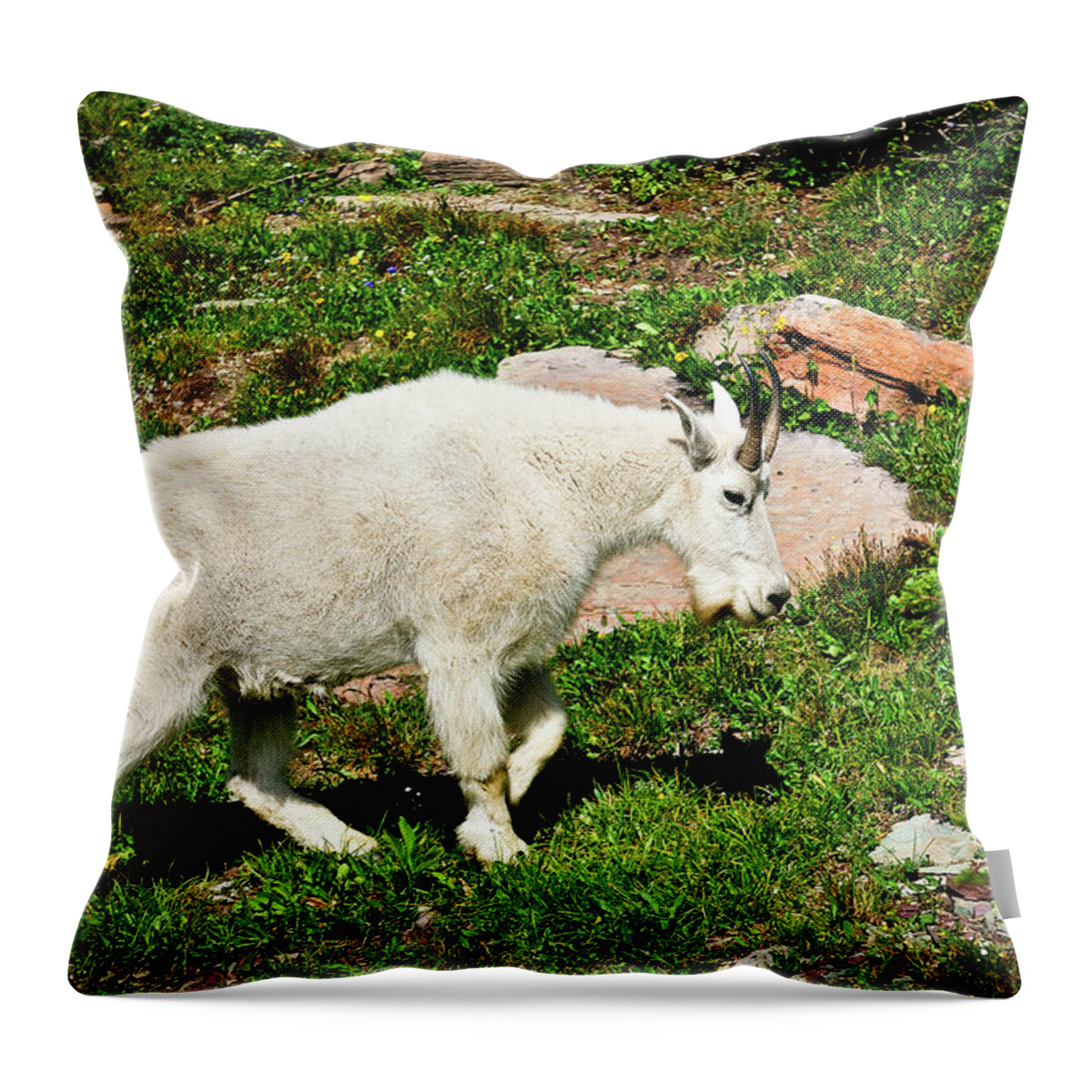 Glacier National Park Throw Pillow featuring the photograph Mountain Goat by Greg Norrell