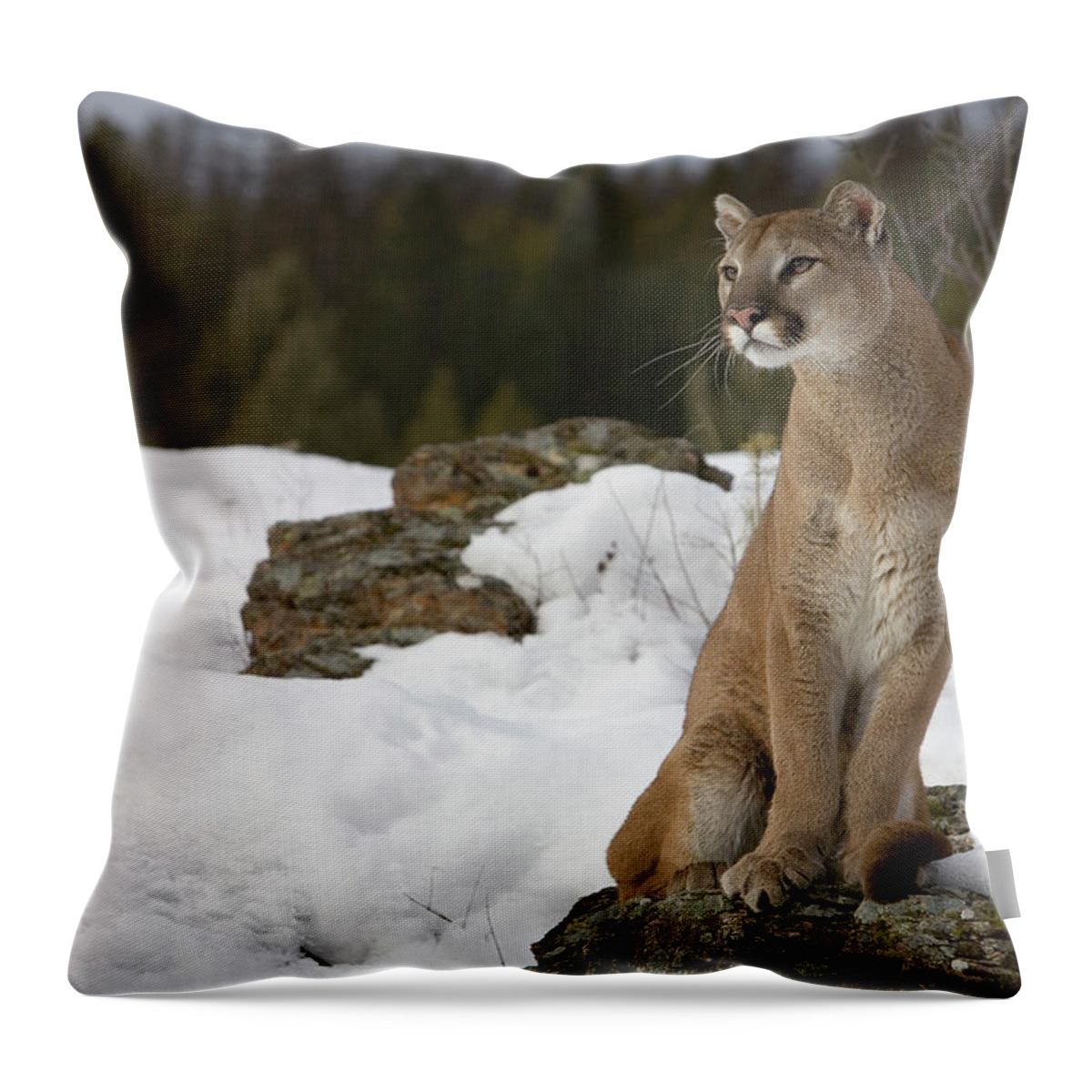 Mp Throw Pillow featuring the photograph Mountain Lion Puma Concolor Sitting by Matthias Breiter