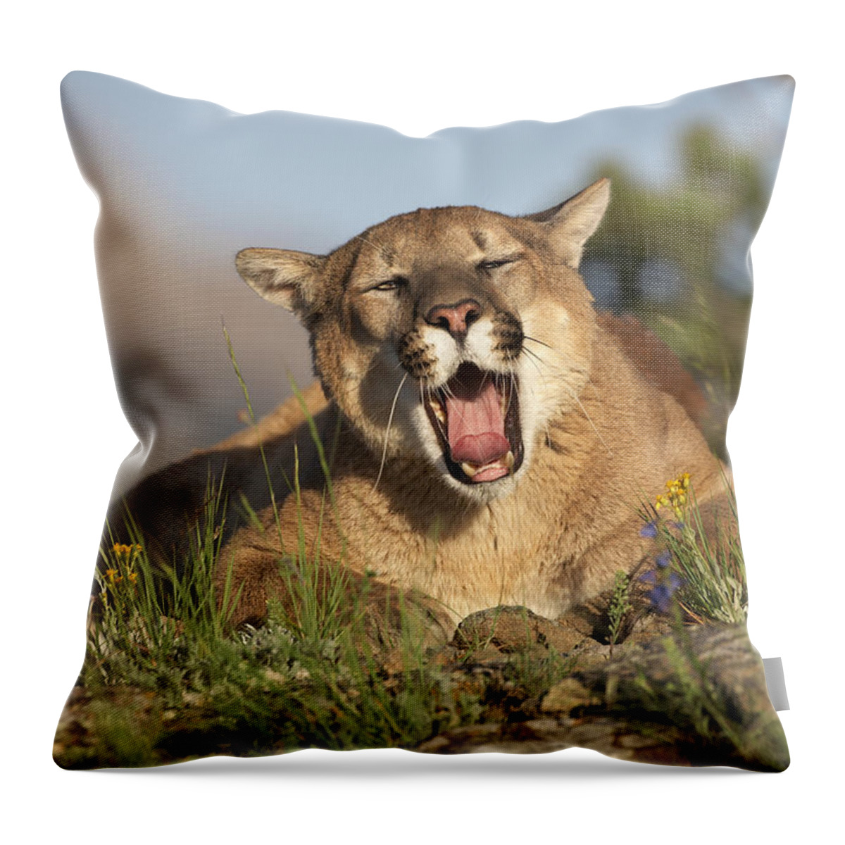 Mp Throw Pillow featuring the photograph Mountain Lion Puma Concolor Yawning by Tim Fitzharris