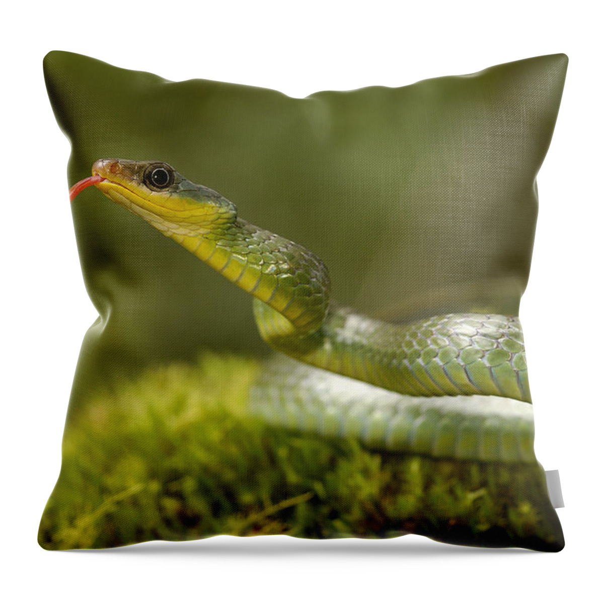 Mp Throw Pillow featuring the photograph Mountain Sipo Chironius Monticola by Pete Oxford