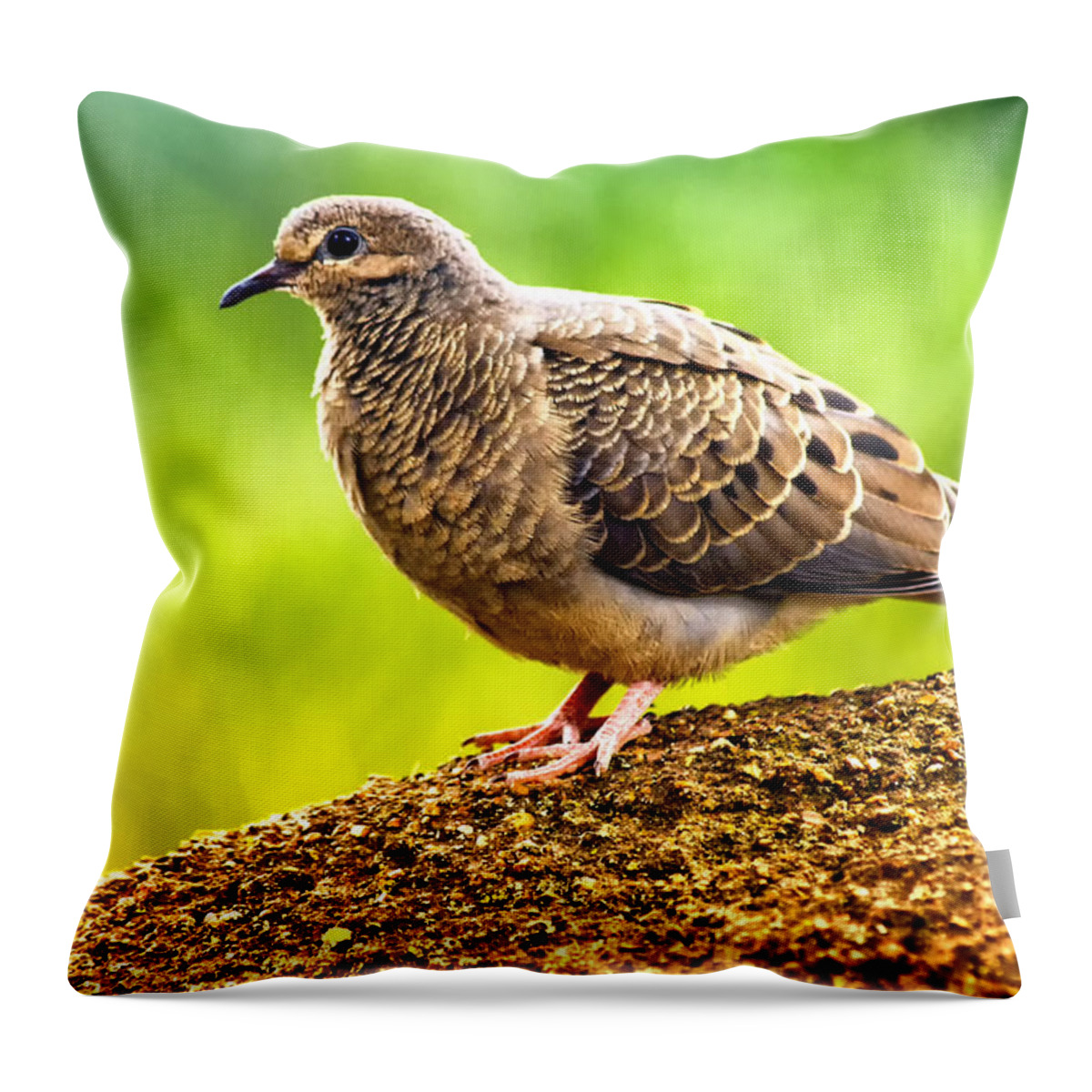 Dove Throw Pillow featuring the photograph Mourning Dove by Linda Tiepelman