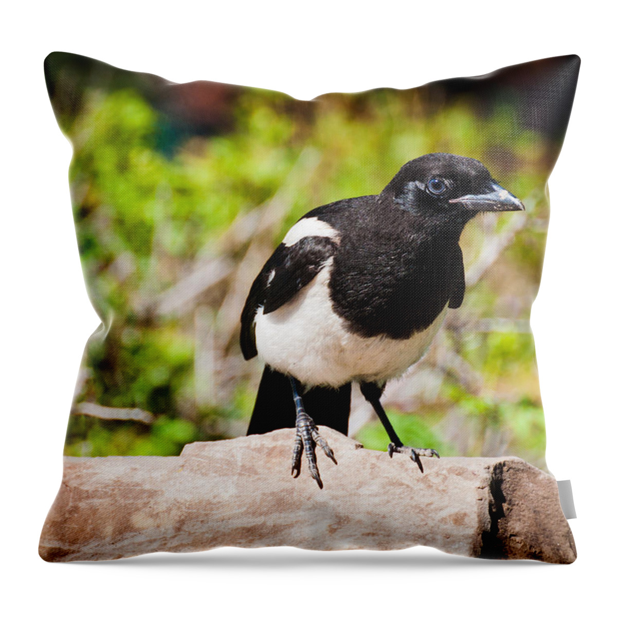 Magpie Throw Pillow featuring the photograph Mr. Magpie by Cheryl Baxter