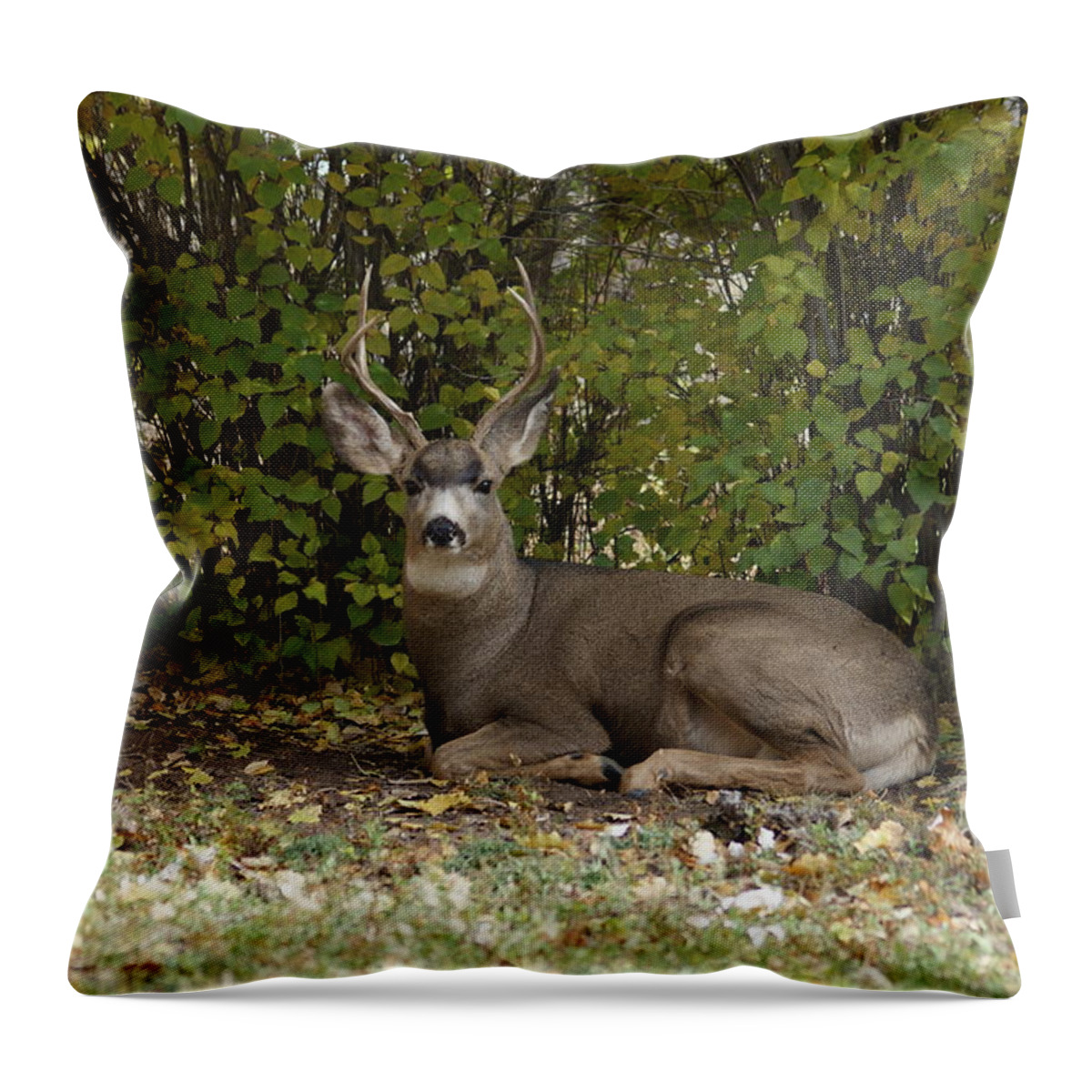 Deer Throw Pillow featuring the photograph Mulie Buck 2 by Ernest Echols
