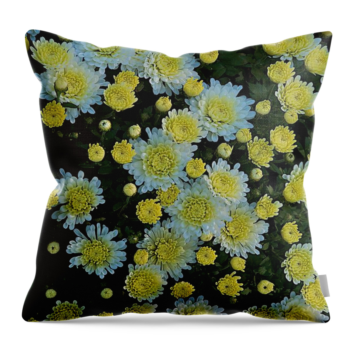 Flower Throw Pillow featuring the photograph Mums by Joseph Yarbrough