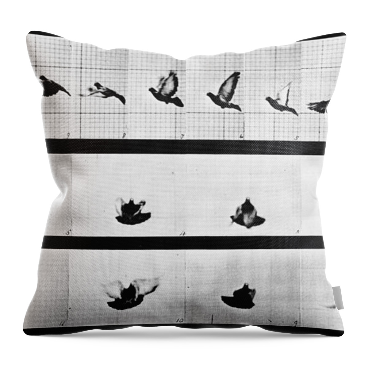 Technology Throw Pillow featuring the photograph Muybridge Locomotion, Pigeon In Flight by Photo Researchers