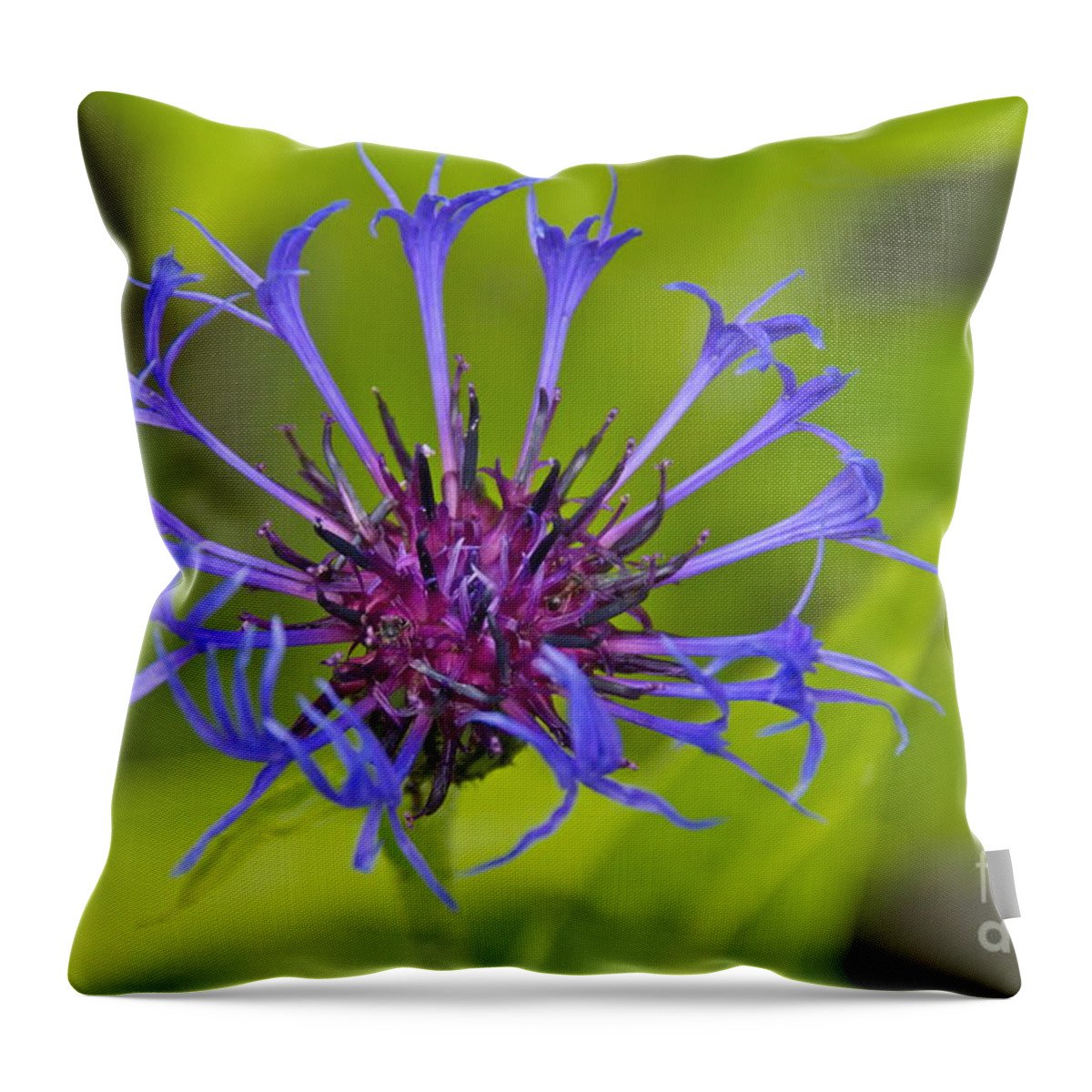 Photography Throw Pillow featuring the photograph Mystery Wildflower 3 by Sean Griffin