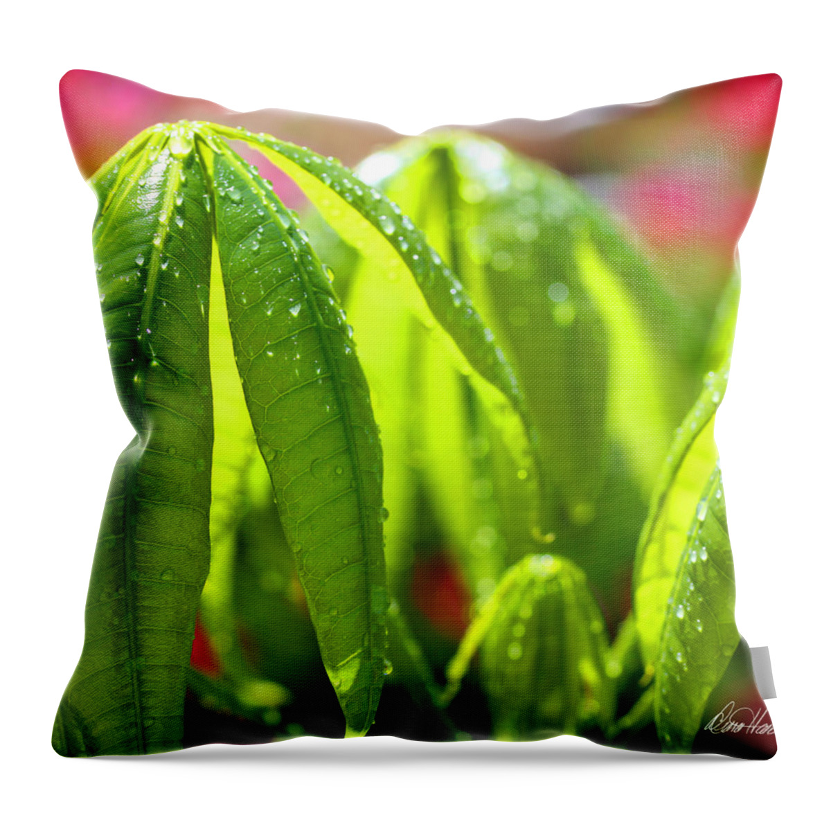 Leaves Throw Pillow featuring the photograph New Leaves on the Money Tree by Diana Haronis
