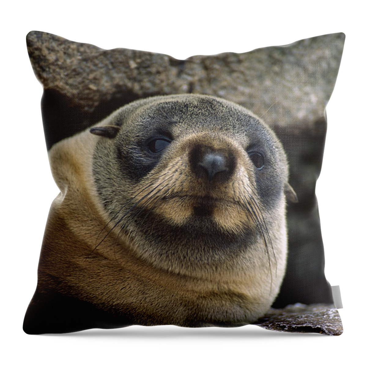 Mp Throw Pillow featuring the photograph New Zealand Fur Seal Arctocephalus by Tui De Roy