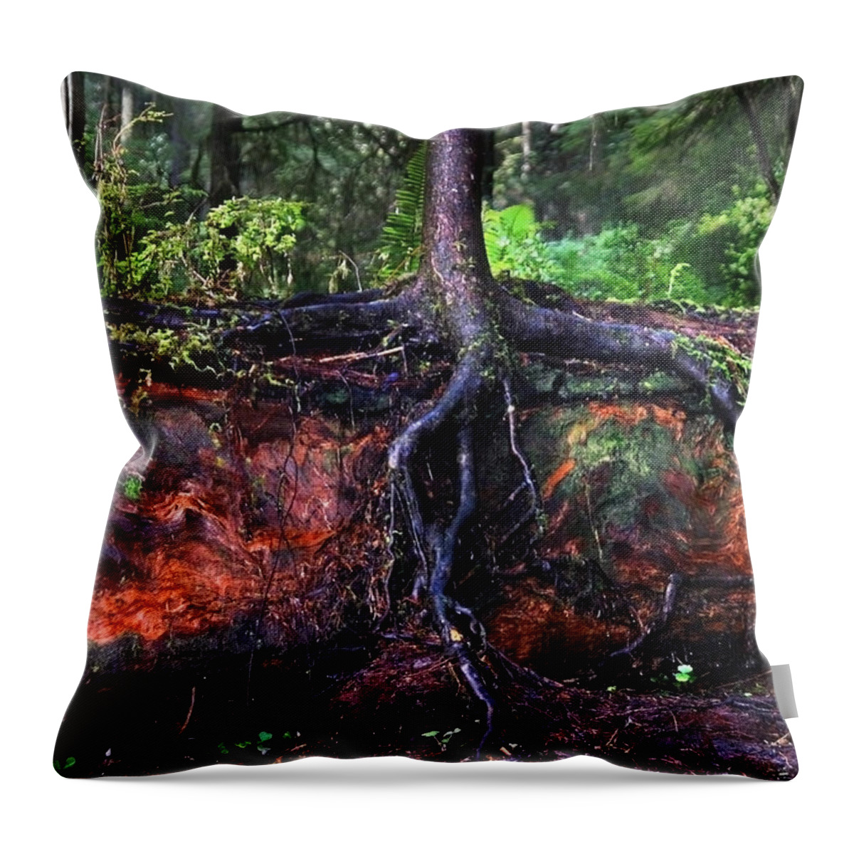Redwood Throw Pillow featuring the photograph Next Generation by Anthony Jones