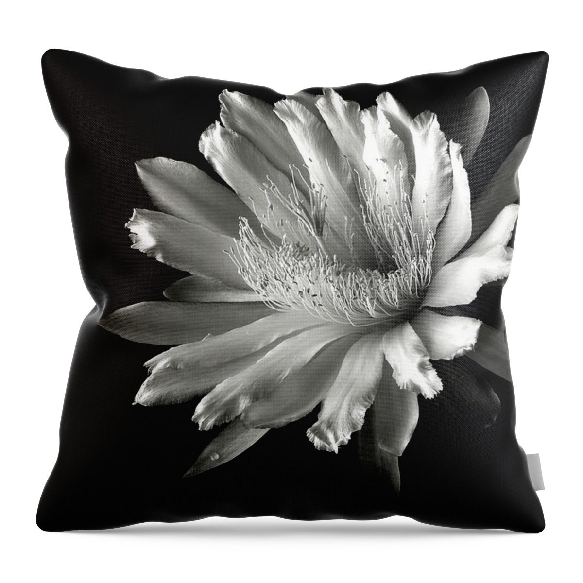 Flower Throw Pillow featuring the photograph Night Blooming Cereus in Black and White by Endre Balogh