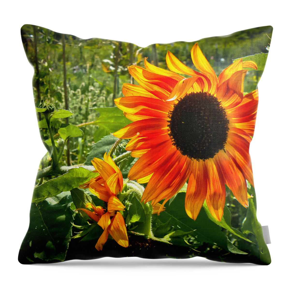 Flower Throw Pillow featuring the photograph Noontime Sunflowers by Jiayin Ma