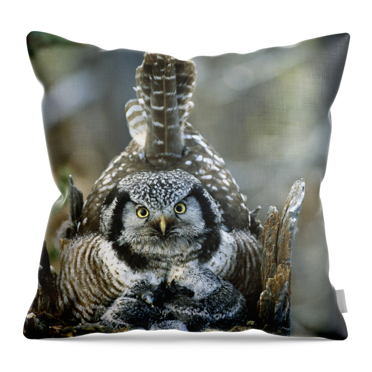 Mp Throw Pillow featuring the photograph Northern Hawk Owl Surnia Ulula At Nest by Michael Quinton