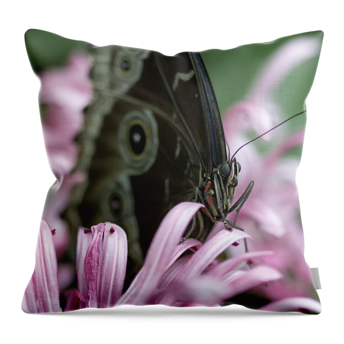 Butterfly Throw Pillow featuring the photograph Northern Pearly-Eye on Pink by Bill and Linda Tiepelman