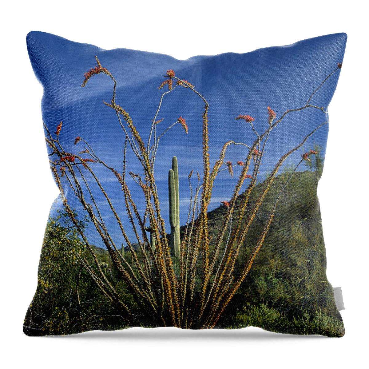 00171159 Throw Pillow featuring the photograph Ocotillo Saguaro And Palo Verde Arizona by Tim Fitzharris